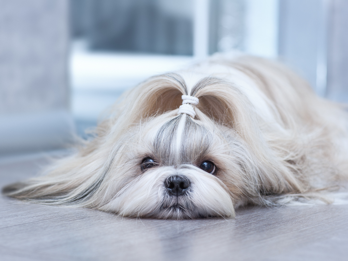 Are Shih Tzus Hypoallergenic Debunking the Myth Jiminy s