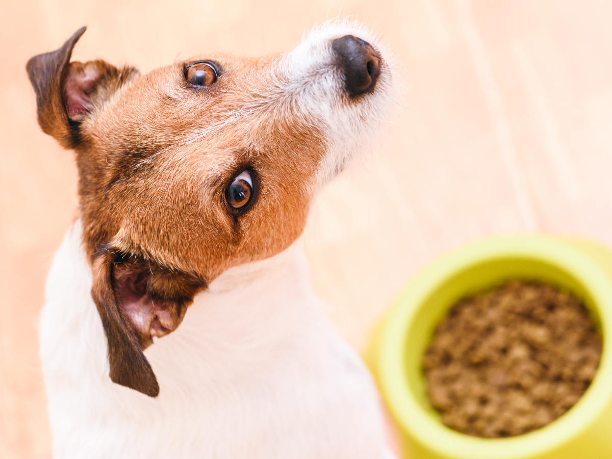 Changing Dog Food Too Quickly Symptoms Tips Jiminy s