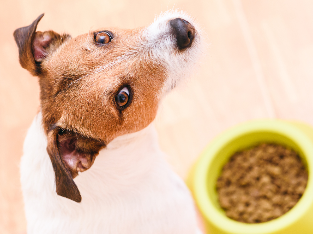 What age to switch sales puppy to dog food