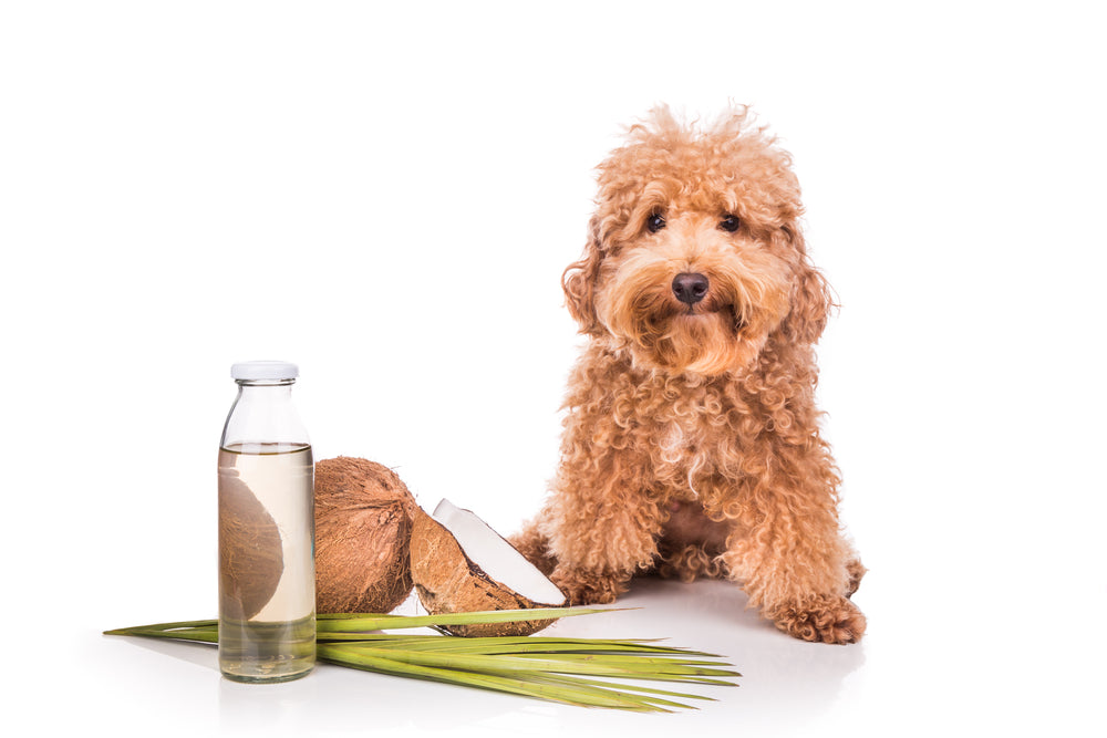 Natural Allergy Remedies coconut treats