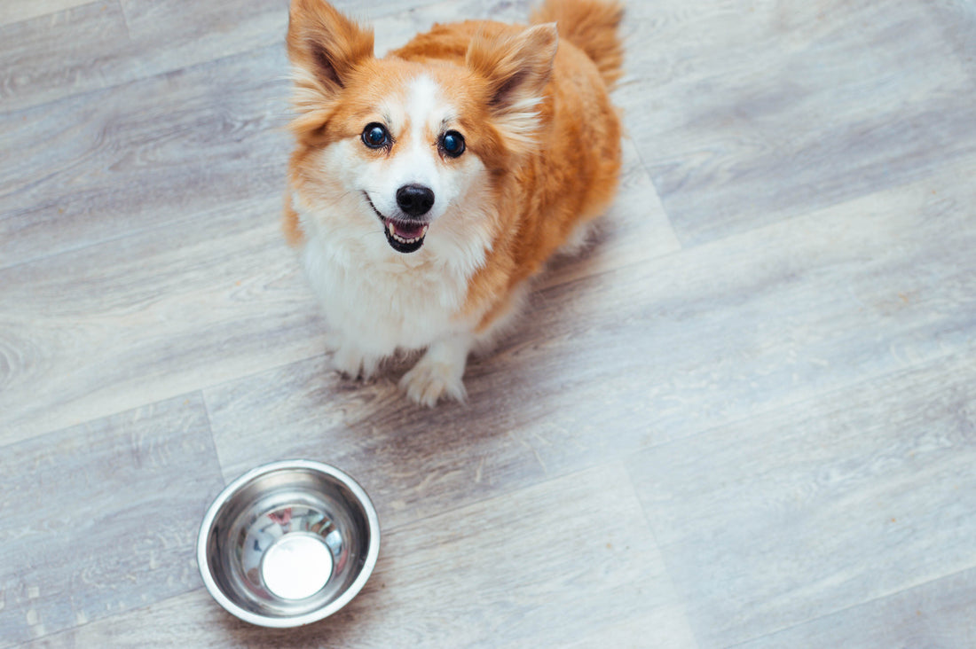 A rotation diet is a feeding schedule that switches up the protein in your dog’s daily diet