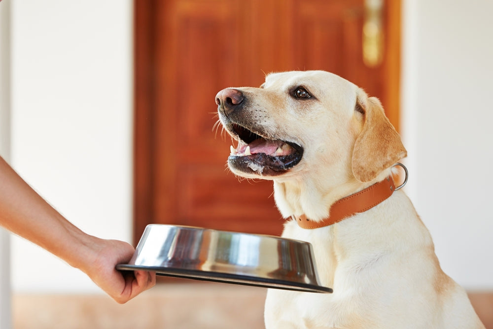 Jiminy's Dog food | Quick Guide to Natural Probiotics for Dogs