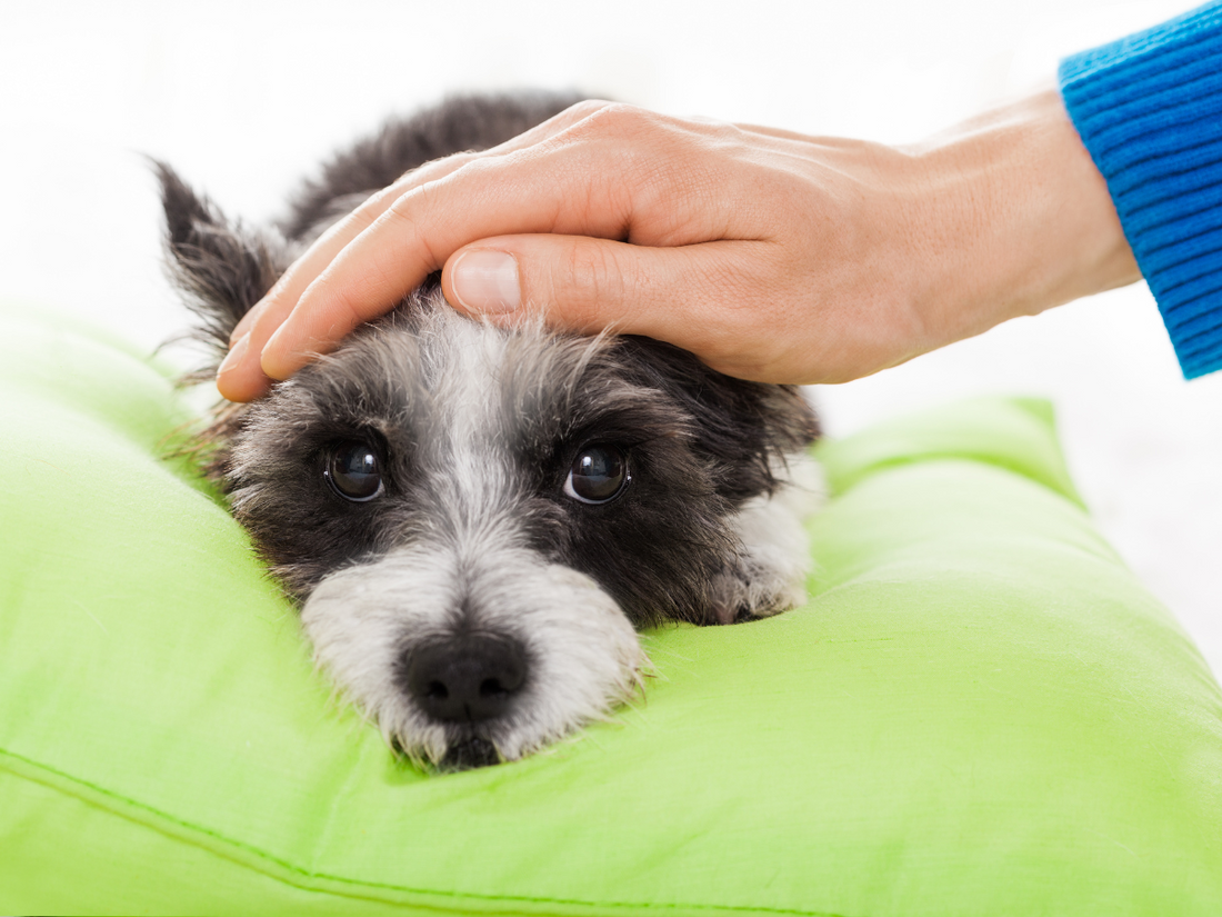 A mysterious new respiratory illness is spreading in dogs. Here’s what you need to know