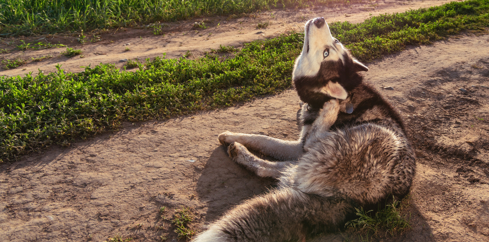 Husky flea outlet treatment