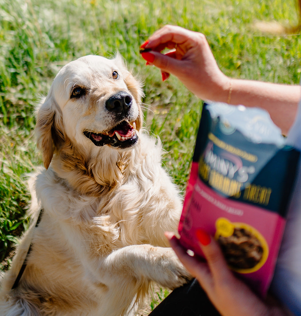 Best Alternative Protein Sources for Dogs