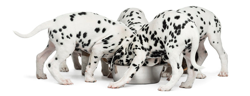 Black Soldier Fly Larvae Set to Change Dog Food – and the World