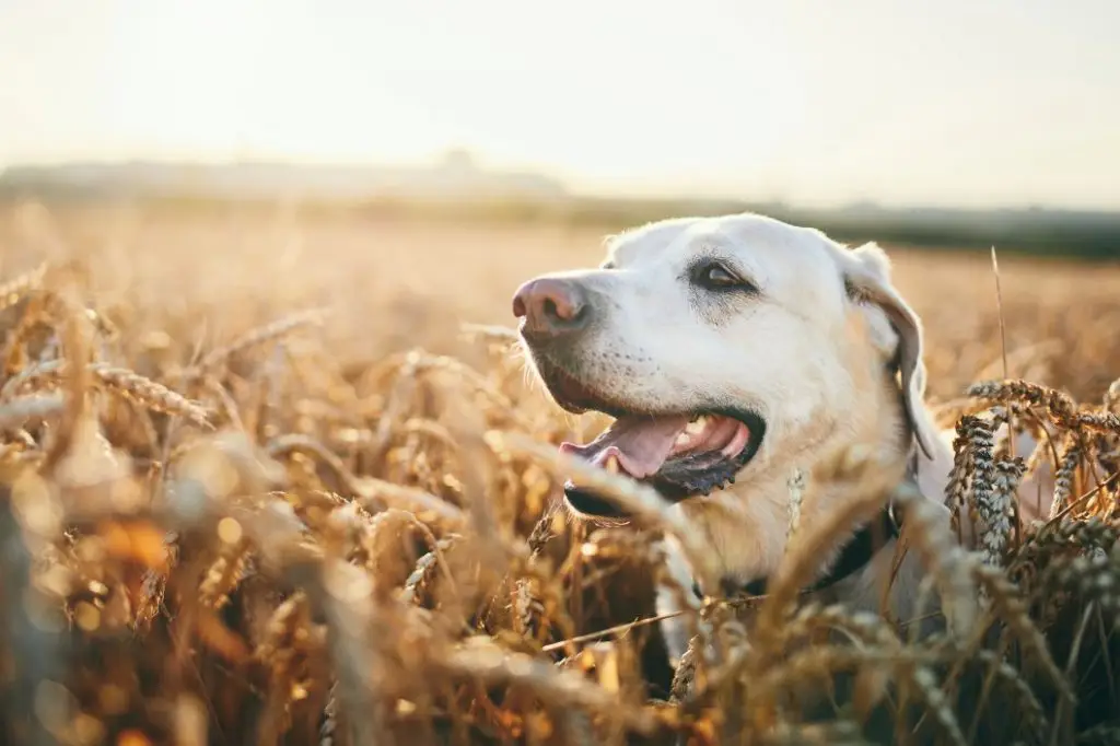 Are grains hotsell good for dogs