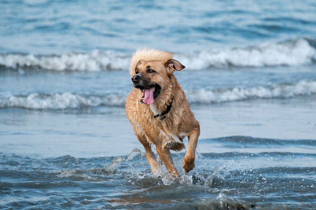 10 Best Dog-Friendly Beaches in Los Angeles County: Complete Guide for 2025