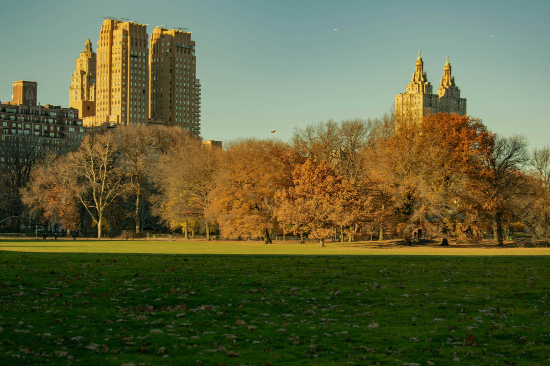 Tail-Wagging Adventures: The Ultimate Guide to Canine-Approved Parks and Spots in NYC (2025)