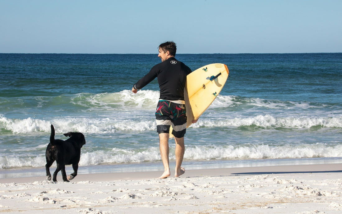 23 Dog-Friendly Beaches and Parks in Florida: Complete Regional Guide