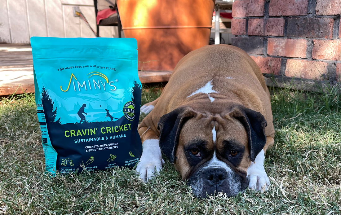 the Best Dog Food for Skin Allergies