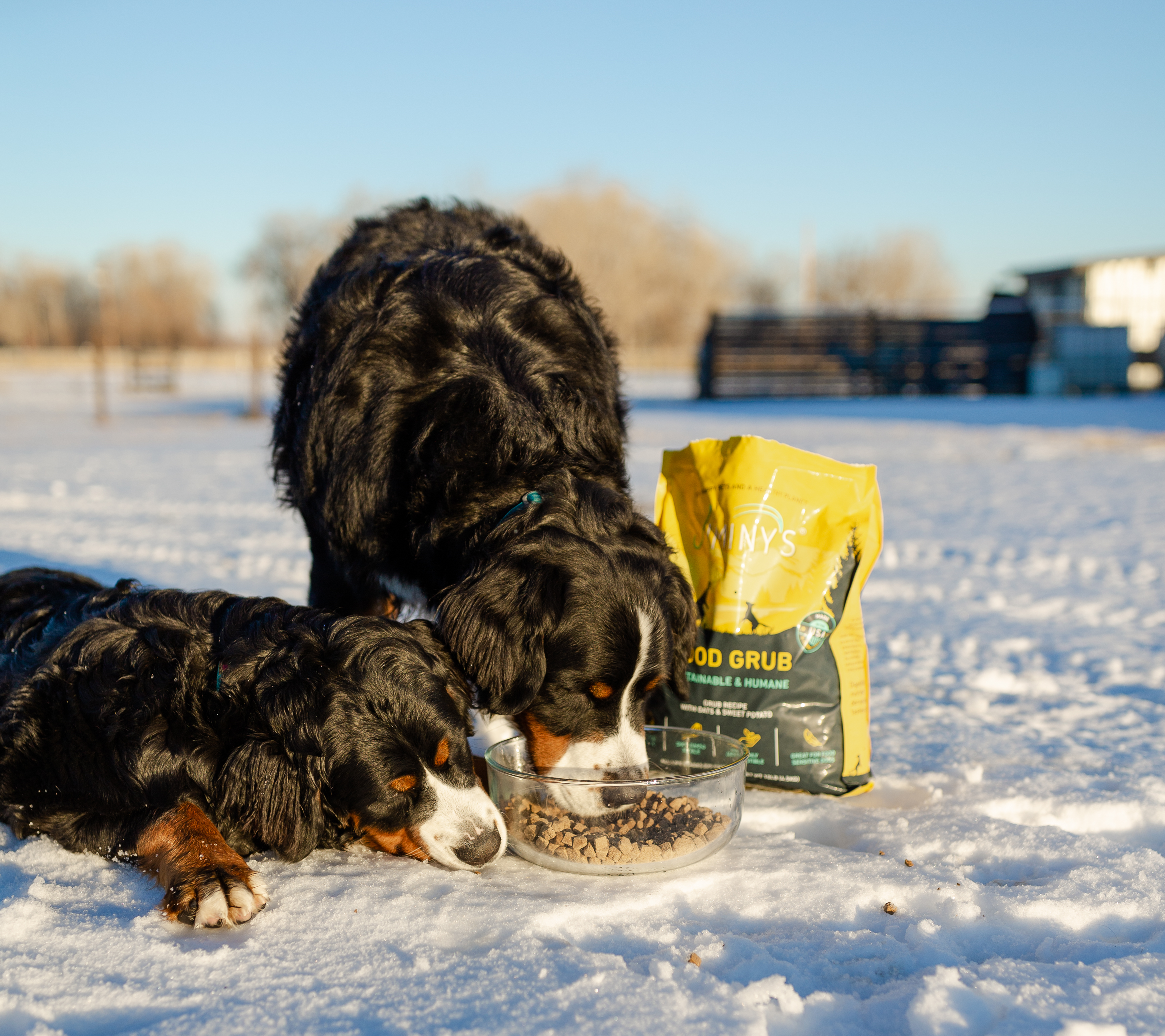 Dog coughing best sale in cold weather