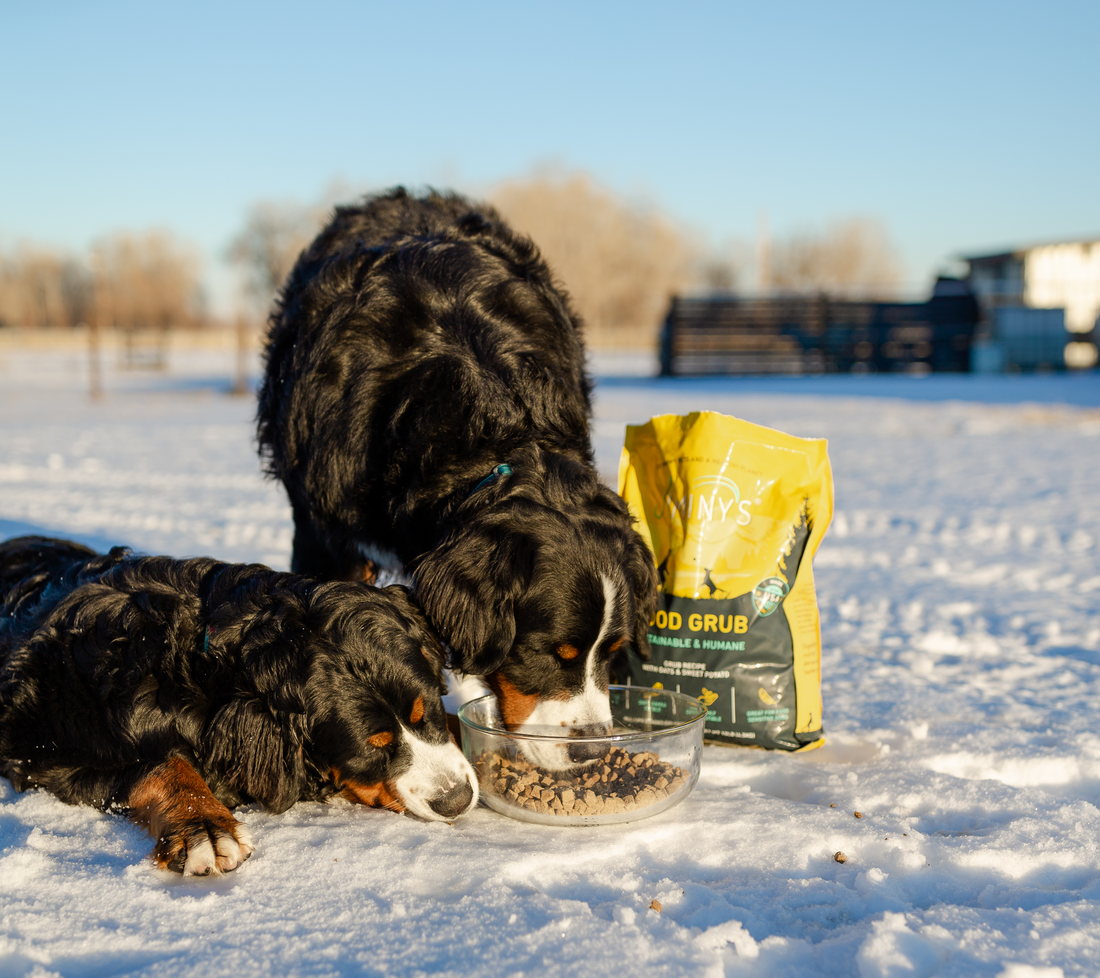 Winter Allergies in Dogs: Can Dogs Have Allergies in the Cold Season?
