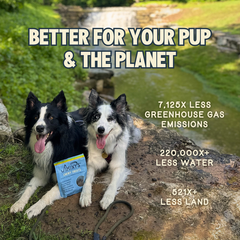 Chewy Treats — Peanut Butter & Cranberry (Free Gift)