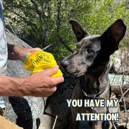 Crunchy Dog Treats Peanut Butter, Flaxseed & Blueberry Recipe