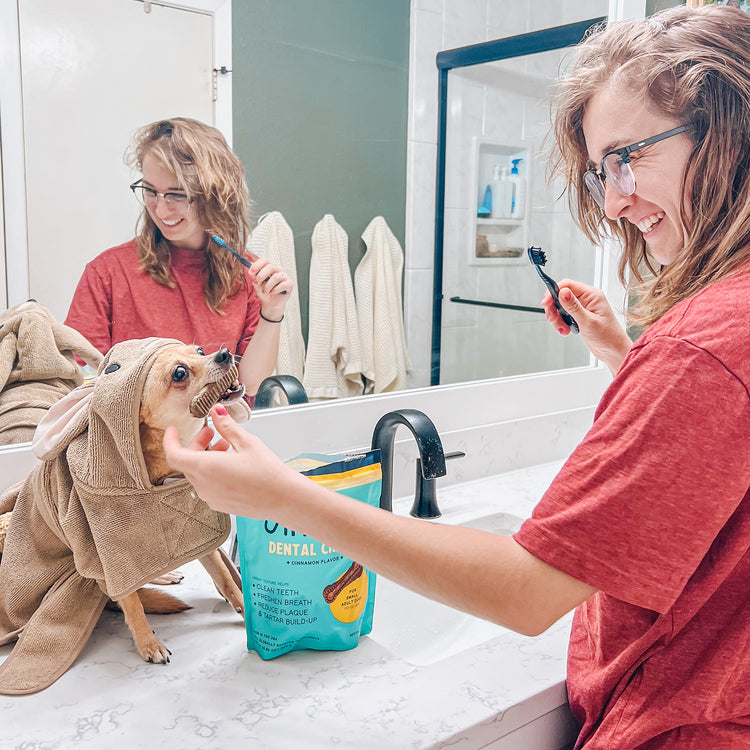 dog trying insect protein Jiminy's Dog Dental Dental Chews Small Size