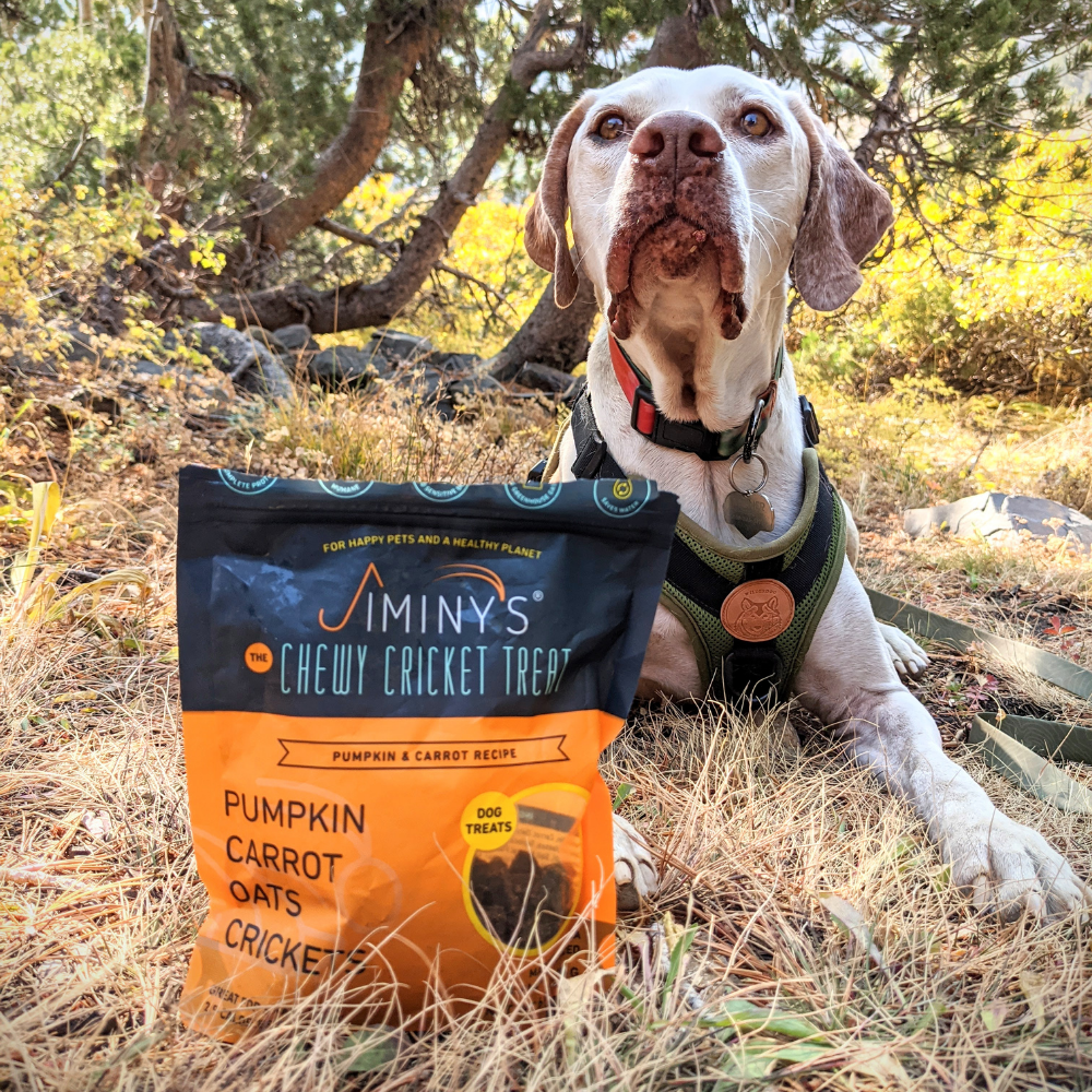 dog with bag of Jiminy's Pumpkin and Carrot Soft and Chewy Training Treats with Cricket Protein
