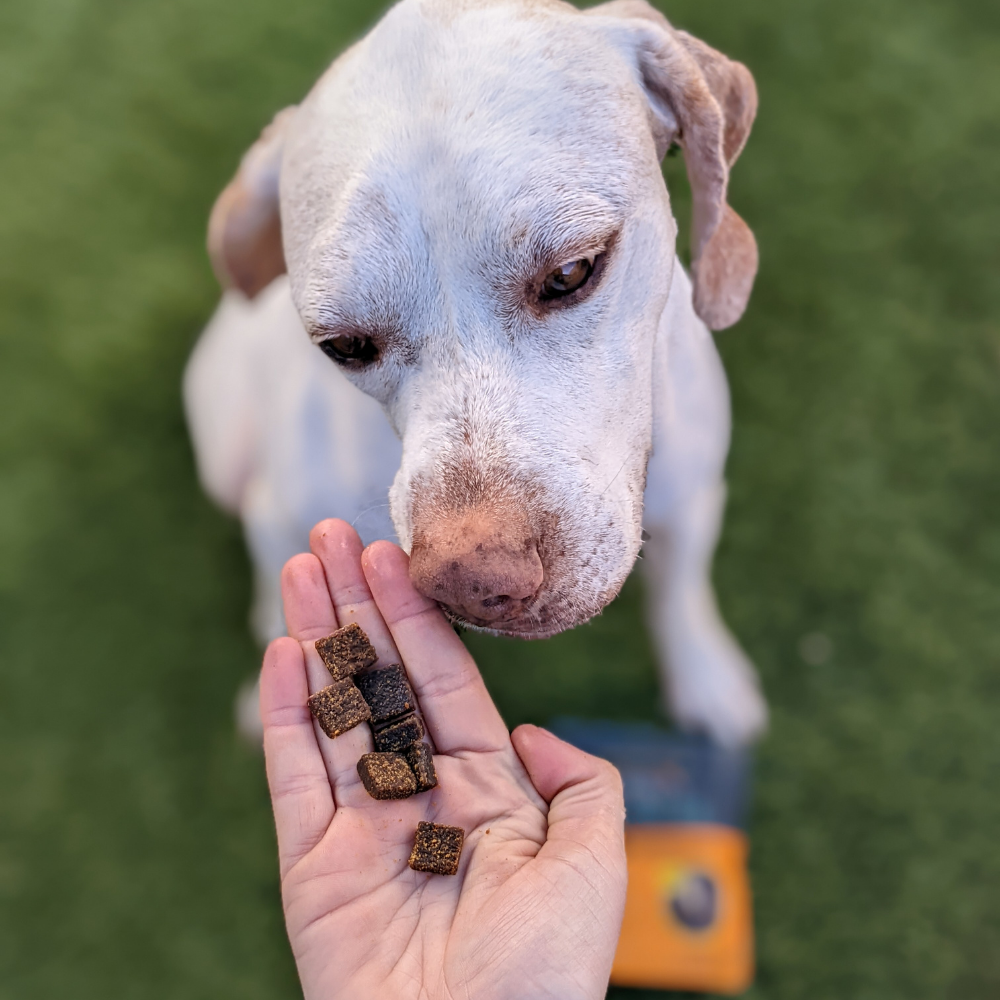 dog eating Jiminy's Pumpkin and Carrot Soft and Chewy Training Treats with Cricket Protein