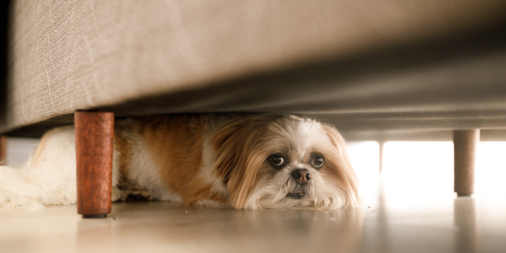 Dog afraid of fireworks? Tips for keeping them calm