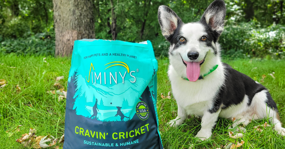 Bug Protein vs. Beef: Which is the Healthier, More Sustainable Choice for Your Dog?