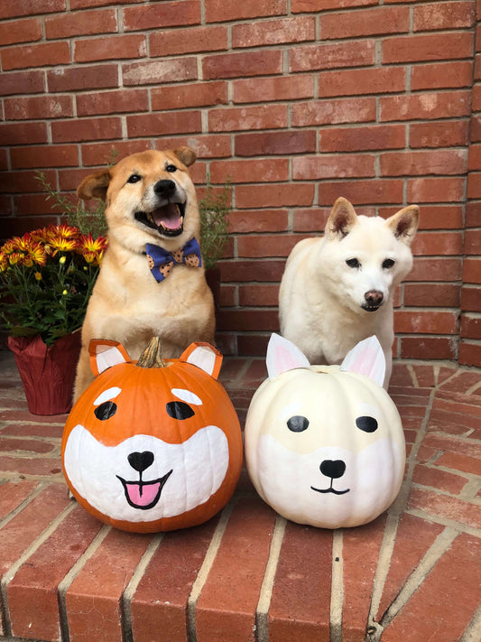 DOG-FRIENDLY HALLOWEEN with your pet