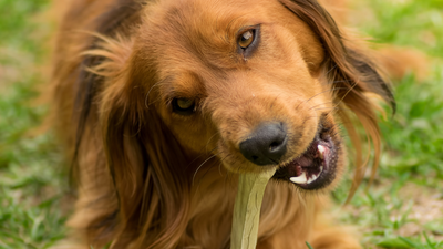 What Are Dog Treats? Types, Uses, And Nutritional Guidelines