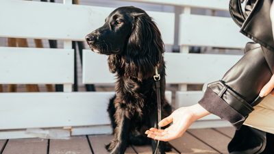 Dog Dental Treats Explained: Do They Actually Help Oral Health?