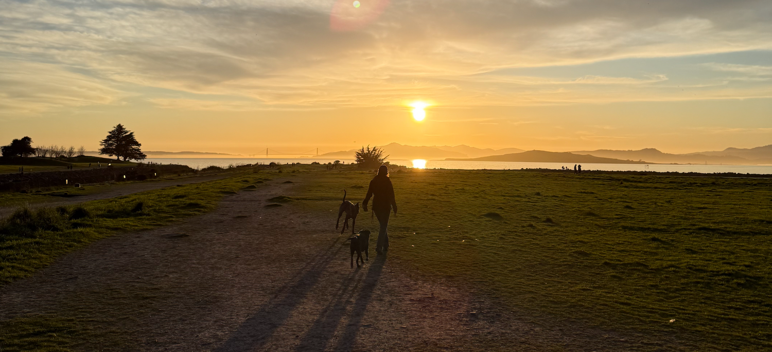 eco-anxiety is real — and small choices for your dog can help