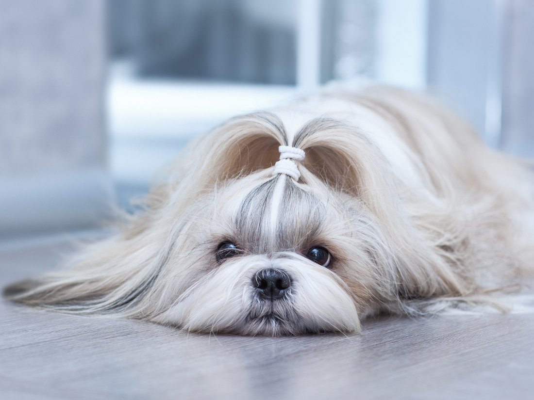 Shih tzu online dog hypoallergenic