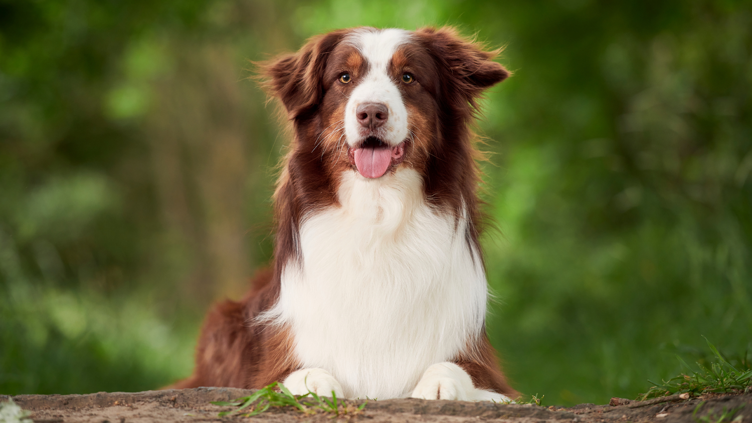 Australian Shepherd Relaxing In The Shade