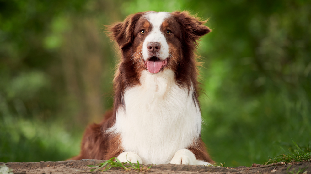 Australian Shepherd Relaxing In The Shade
