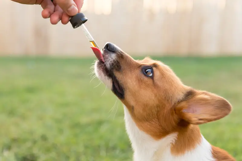 How CBD Can Benefit Your Pet’s Overall Wellness