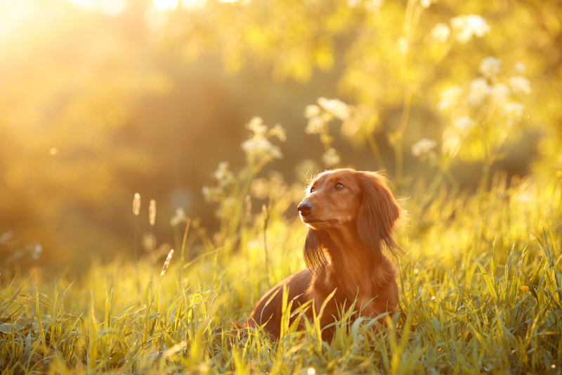 How To Treat Allergies in Dachshunds