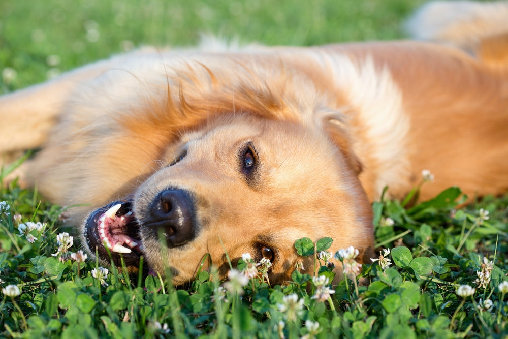 Natural Ways to Prevent Dog Parasites