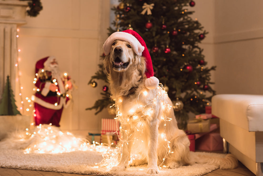 Christmas gift ideas for your dog