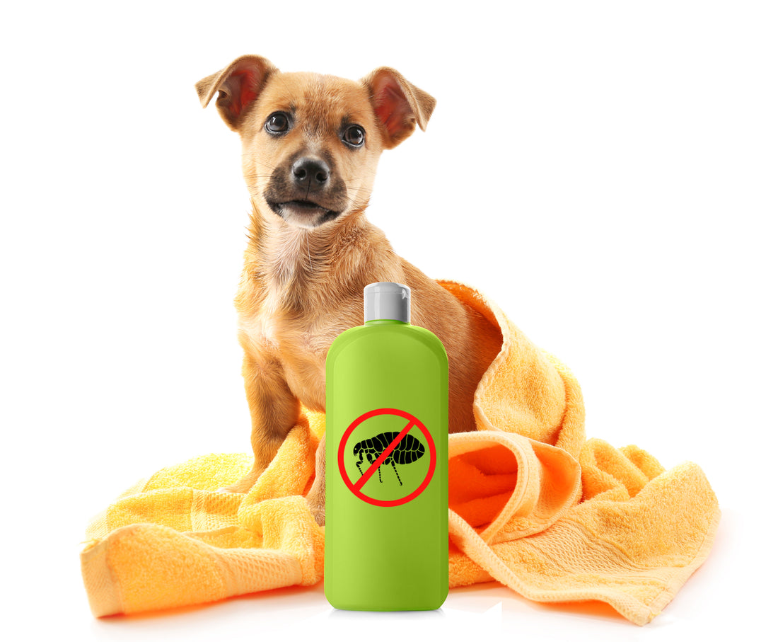 Home Remedies for Fleas: 10 Easy Tips To Stay Green