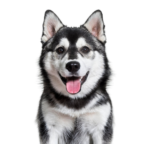 All You Need to Know About Huskies
