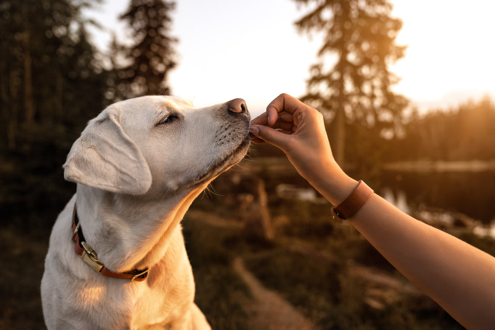 How to Best Support Diabetic Dogs  