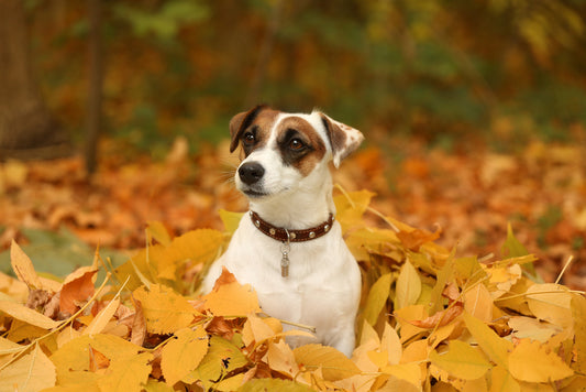 Top 5 Tips for Getting Your Dog Ready For Fall