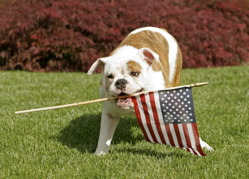 How To Keep Your Dog Calm This 4th of July