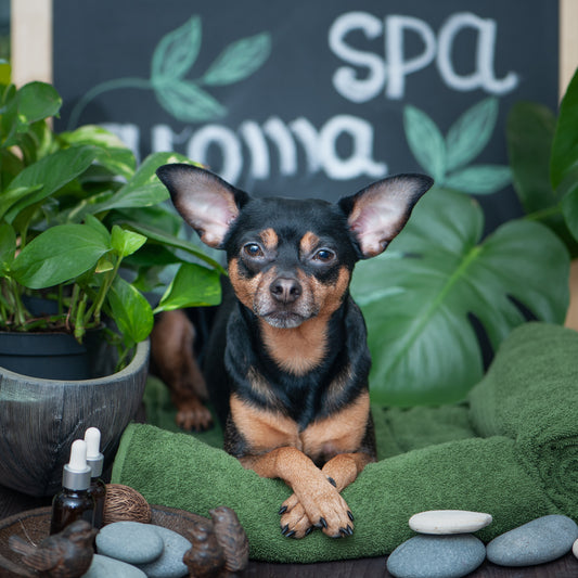 Eco-friendly Dog Grooming Tips