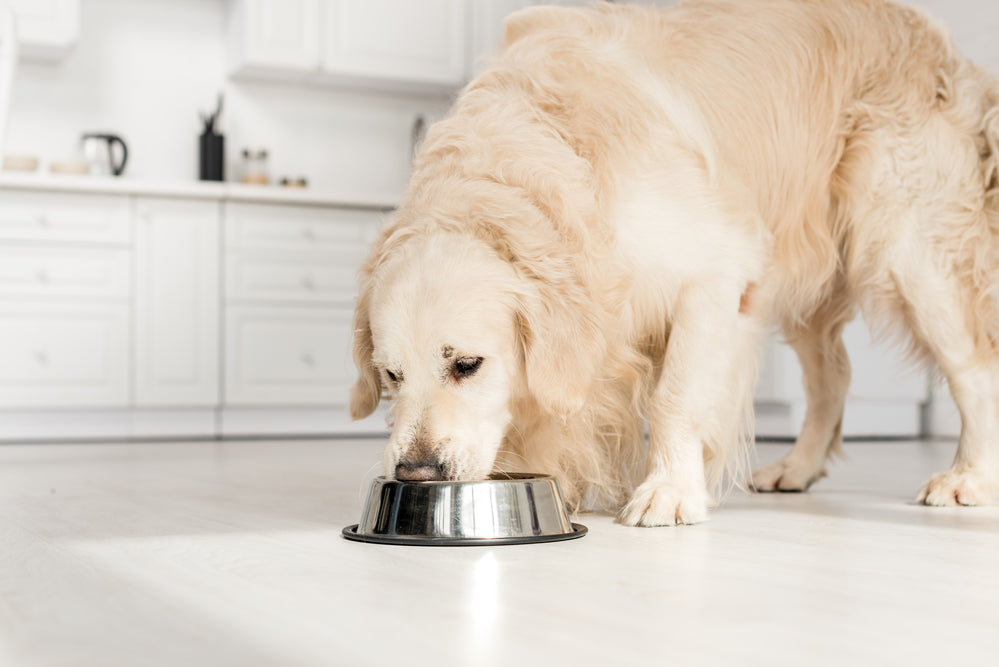 Is Your Dog Eating Too Fast? Here’s How to Stop Gulping!