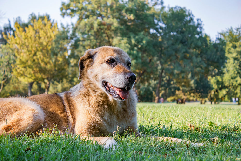 Tips to Get an Older Dog to Eat