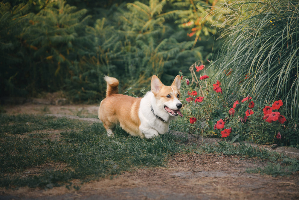 What’s Wrong with My Corgi’s Skin? All You Need to Know About Corgi Skin Allergies