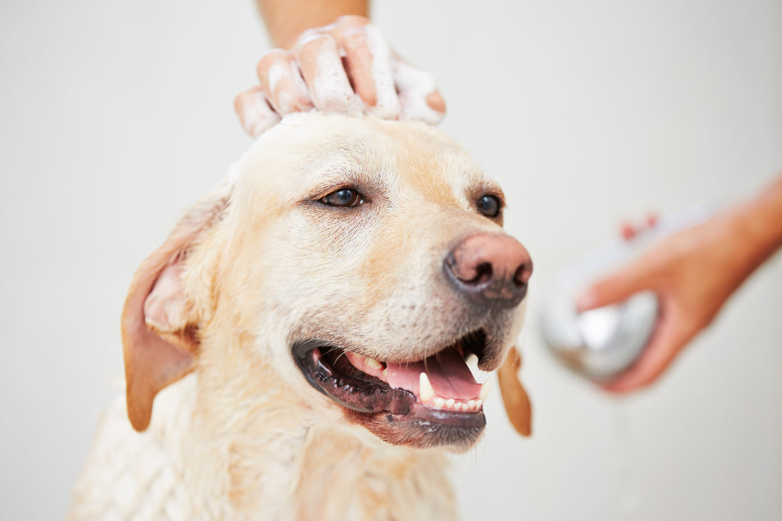 4 Skin Care Tips for Dogs with Allergies
