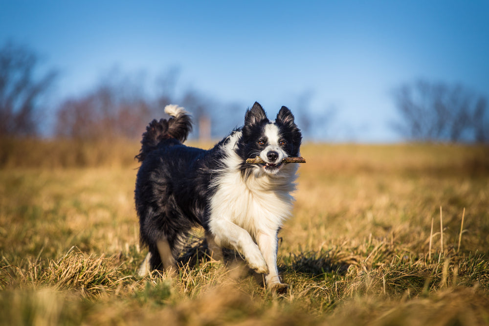 border collie running in a field