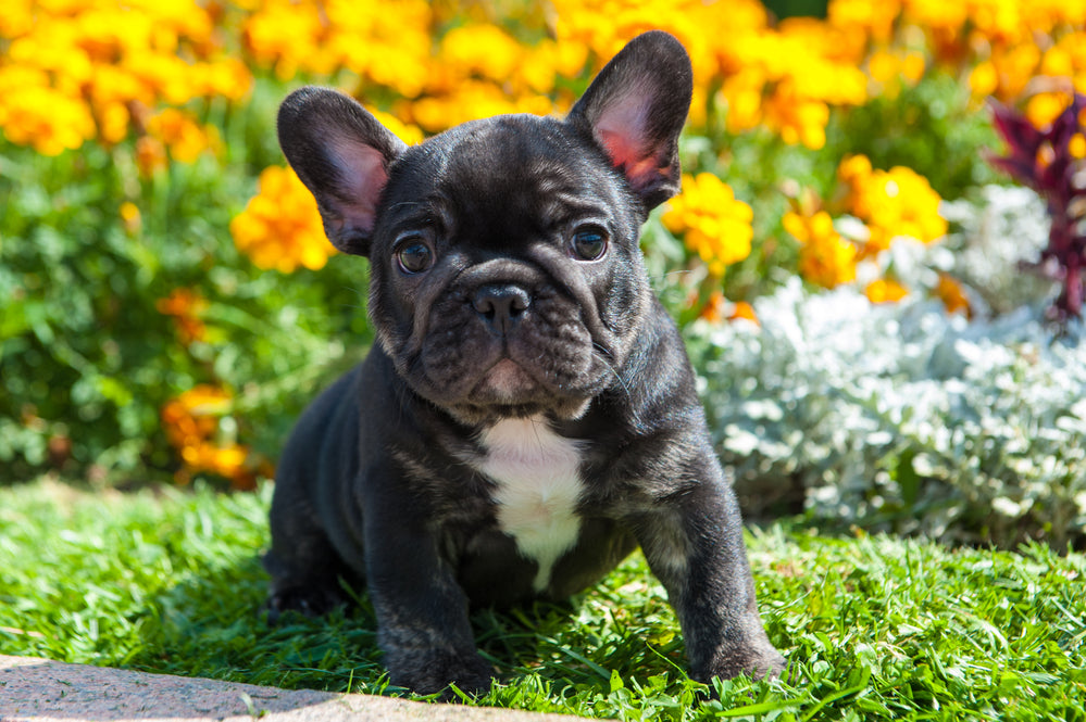 So, You Want a Frenchie: Your Guide to French Bulldogs