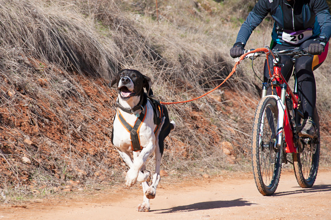 With bikejoring, you and your dog can team up and go on a ride of a lifetime.