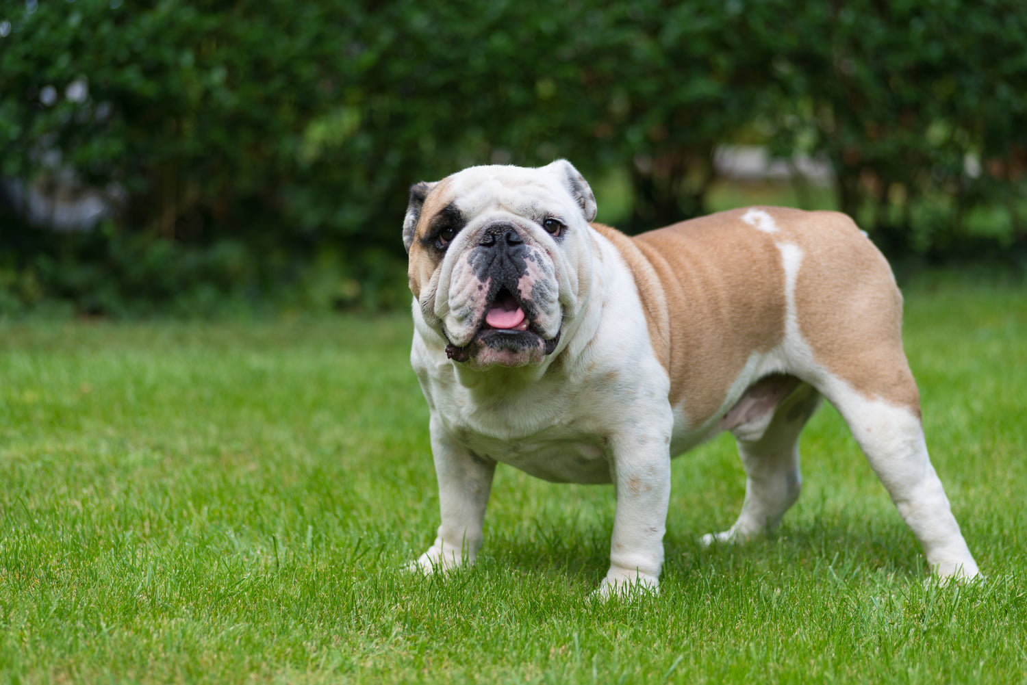 Allergies in English Bulldogs: A Guide to Causes, Symptoms, and Treatm ...