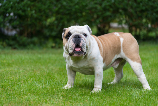 Allergies in English Bulldogs: A Guide to Causes, Symptoms, and Treatment
